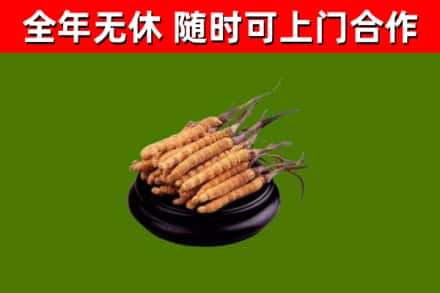 蜀山回收散虫草