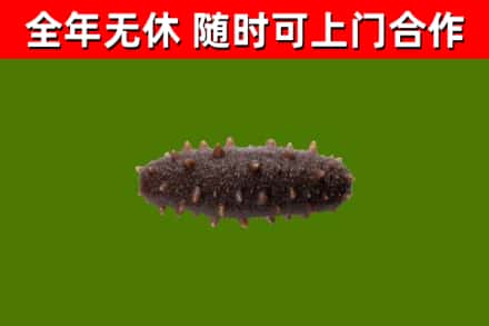 蜀山回收海参干